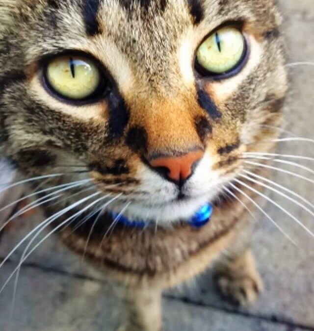 Saying Goodbye to Mouse