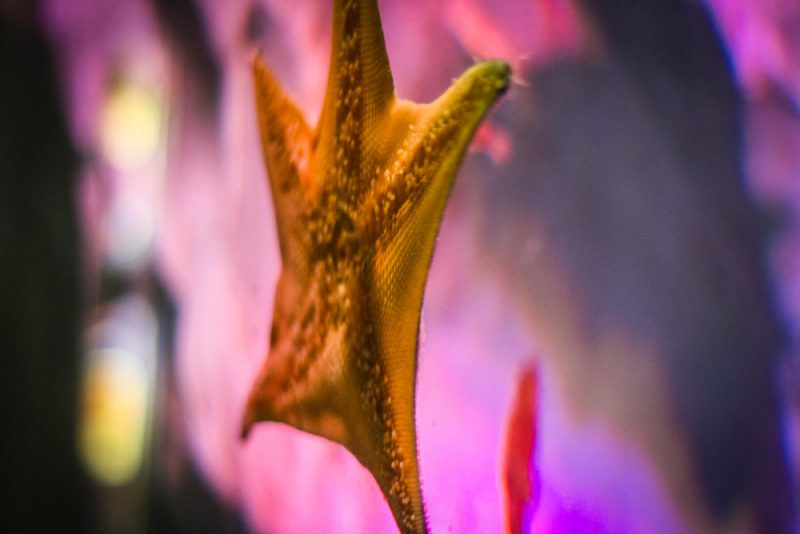 Starfish at the Sea Life Centre Birmingham