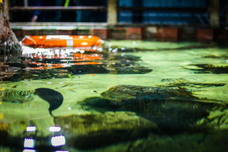 Viewing the fish from above as well as below