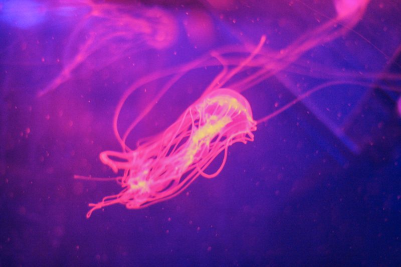 The new Jelly Invaders exhibit at Sea Life Centre Birmingham