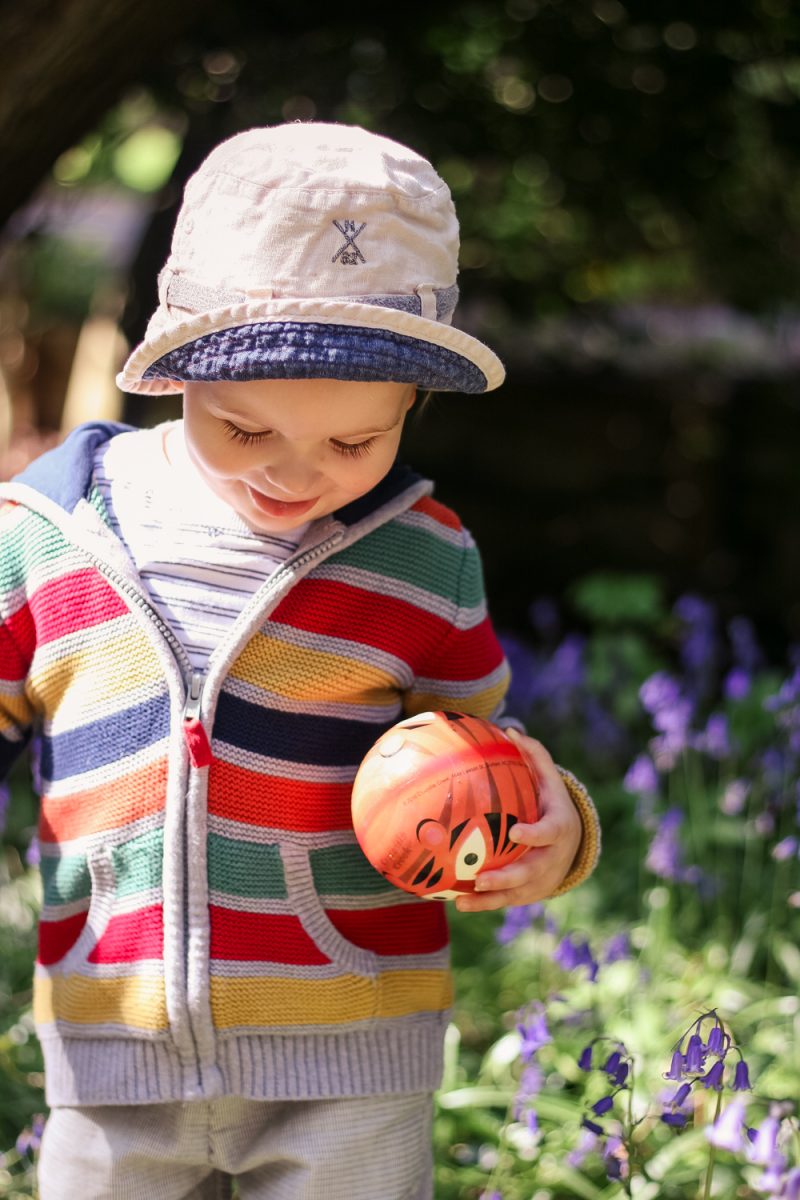 Pickle holding his ball in the bluebells