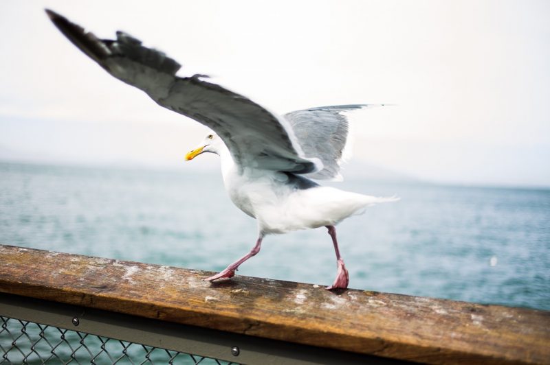 Seagull by the beach - is it bad luck or good luck to be pooed on?