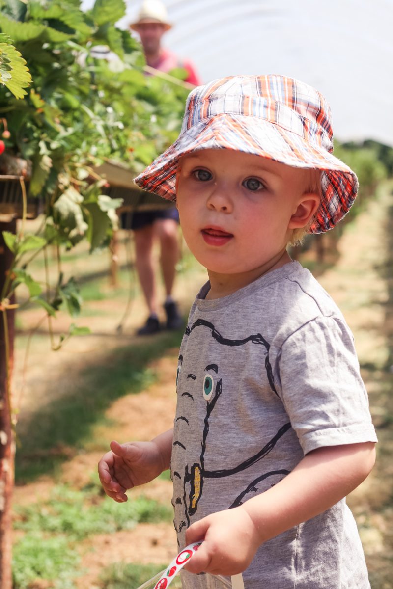 Pickle very pleased with himself after picking his first strawberry at Clive's Fruit Farm
