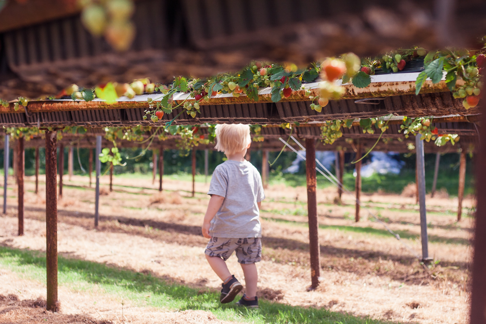 PYO Strawberries at Clive’s Fruit Farm, Worcestershire