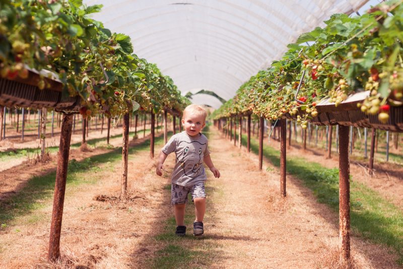 Running through the strawberry plants at PYO Strawberries Clive's Fruit Farm