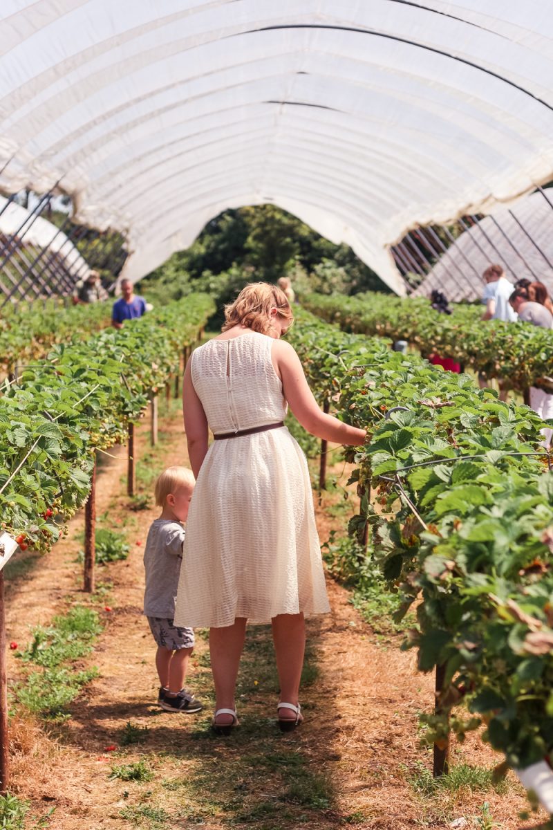The Strawberry field at Clive's Fruit Farm in an Elvi Clothing dress