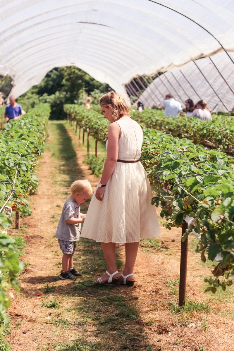 The Strawberry field at Clive's Fruit Farm in an Elvi Clothing dress