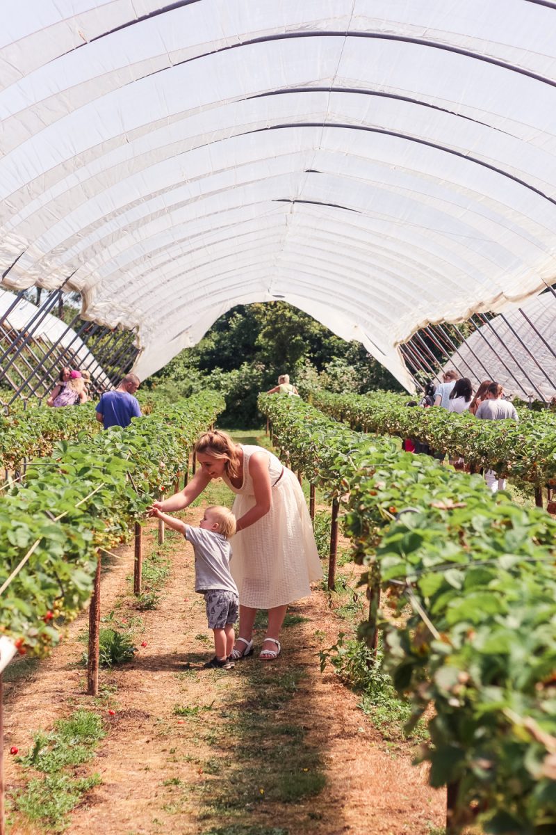 Mommy and toddler picking strawberries