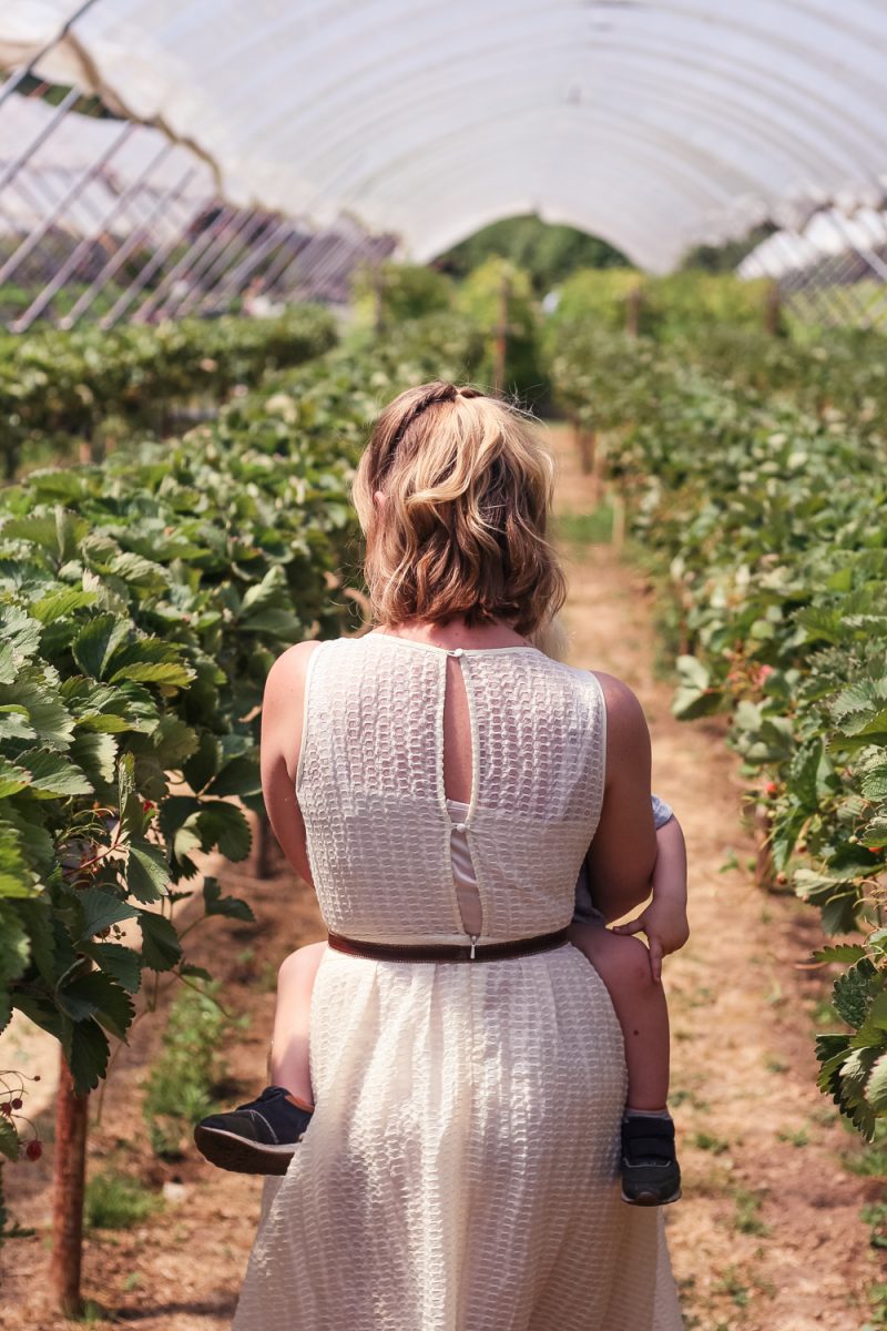 Carrying Pickle through the strawberry patch at Clive's Farm