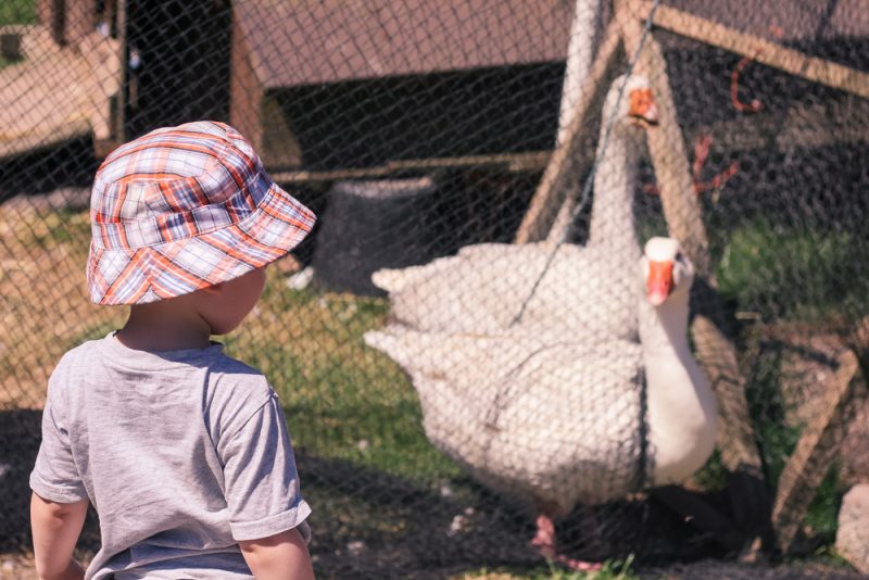 The geese at Clive's Fruit Farm, Worcestershire