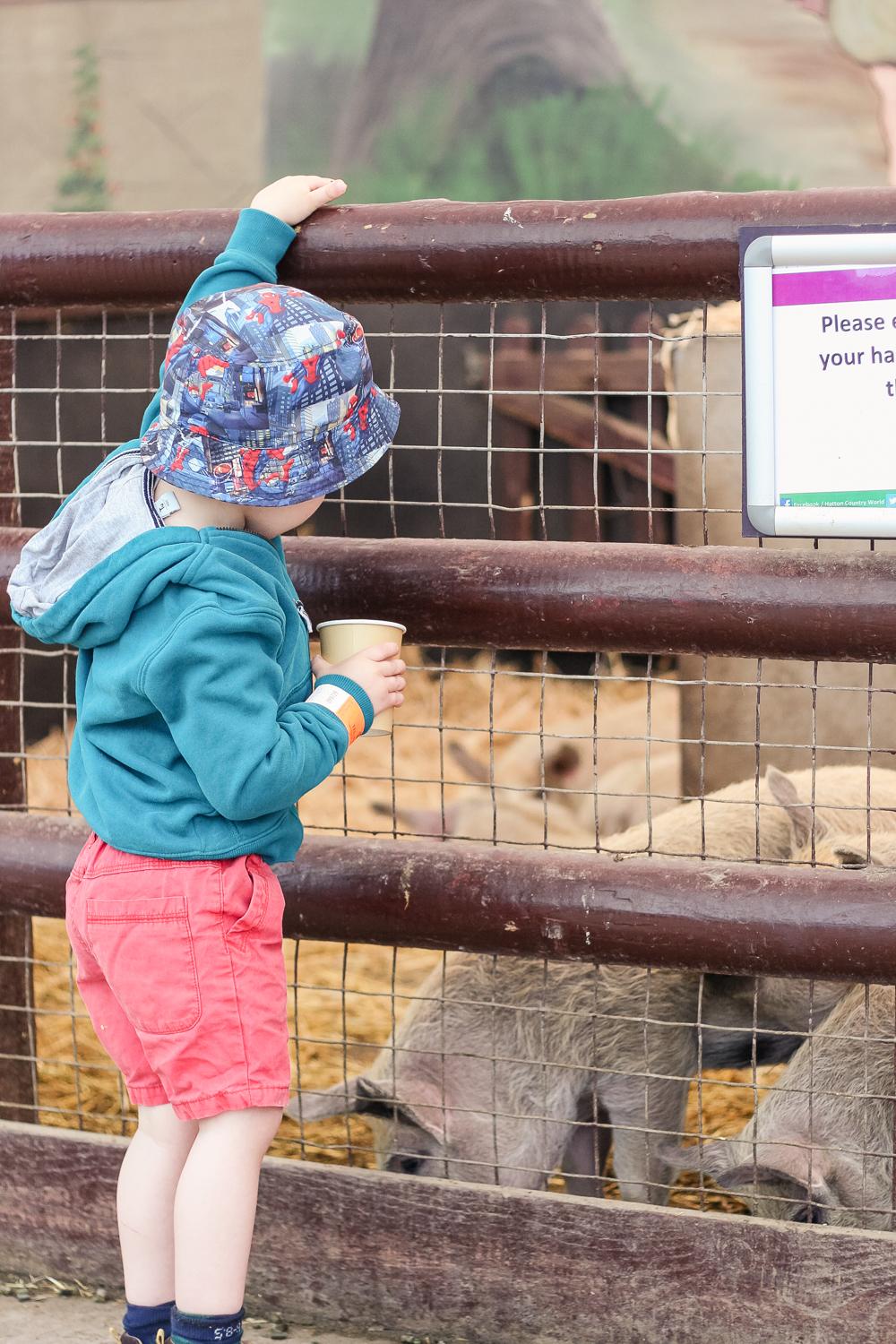 Feeding the pigs at Hatton Country World