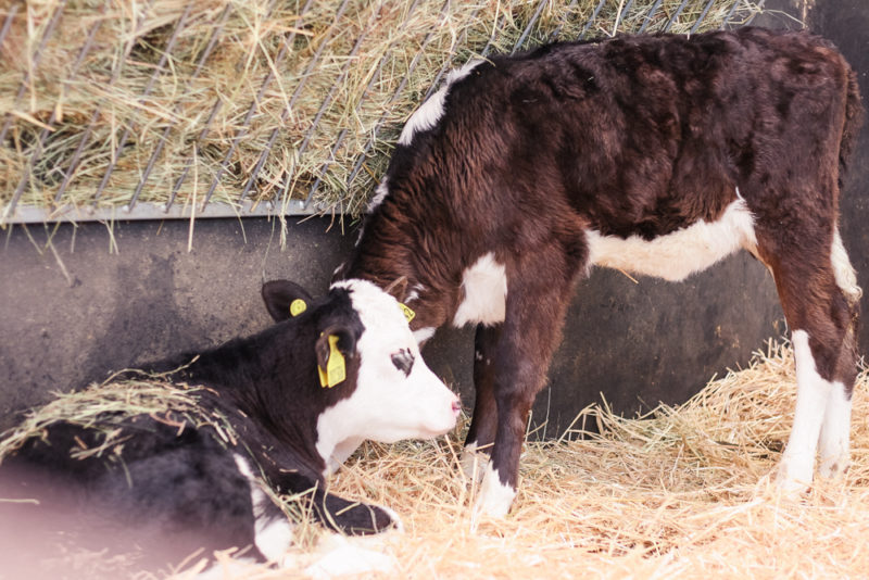 The bottle fed calves at Hatton Country World