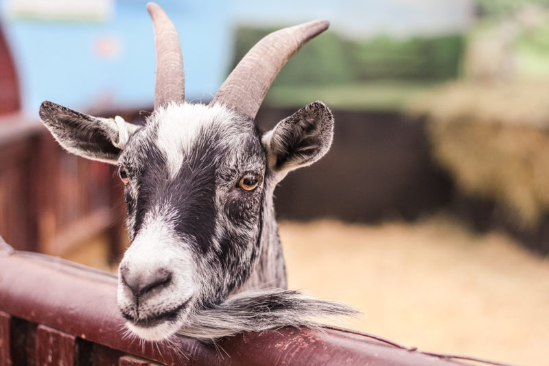 A goat at Hatton Country World Spring Spectacular