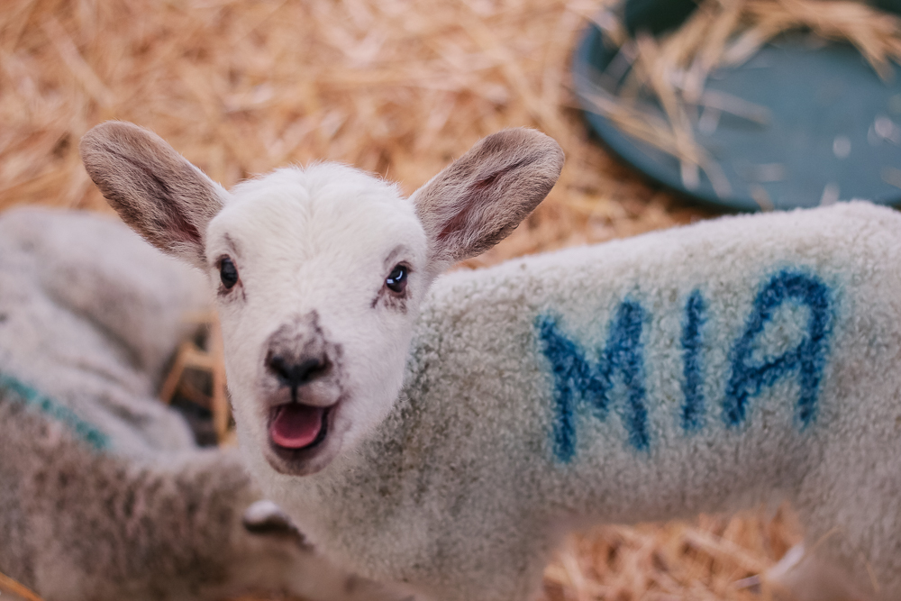 Mia the lamb at Hatton Country World