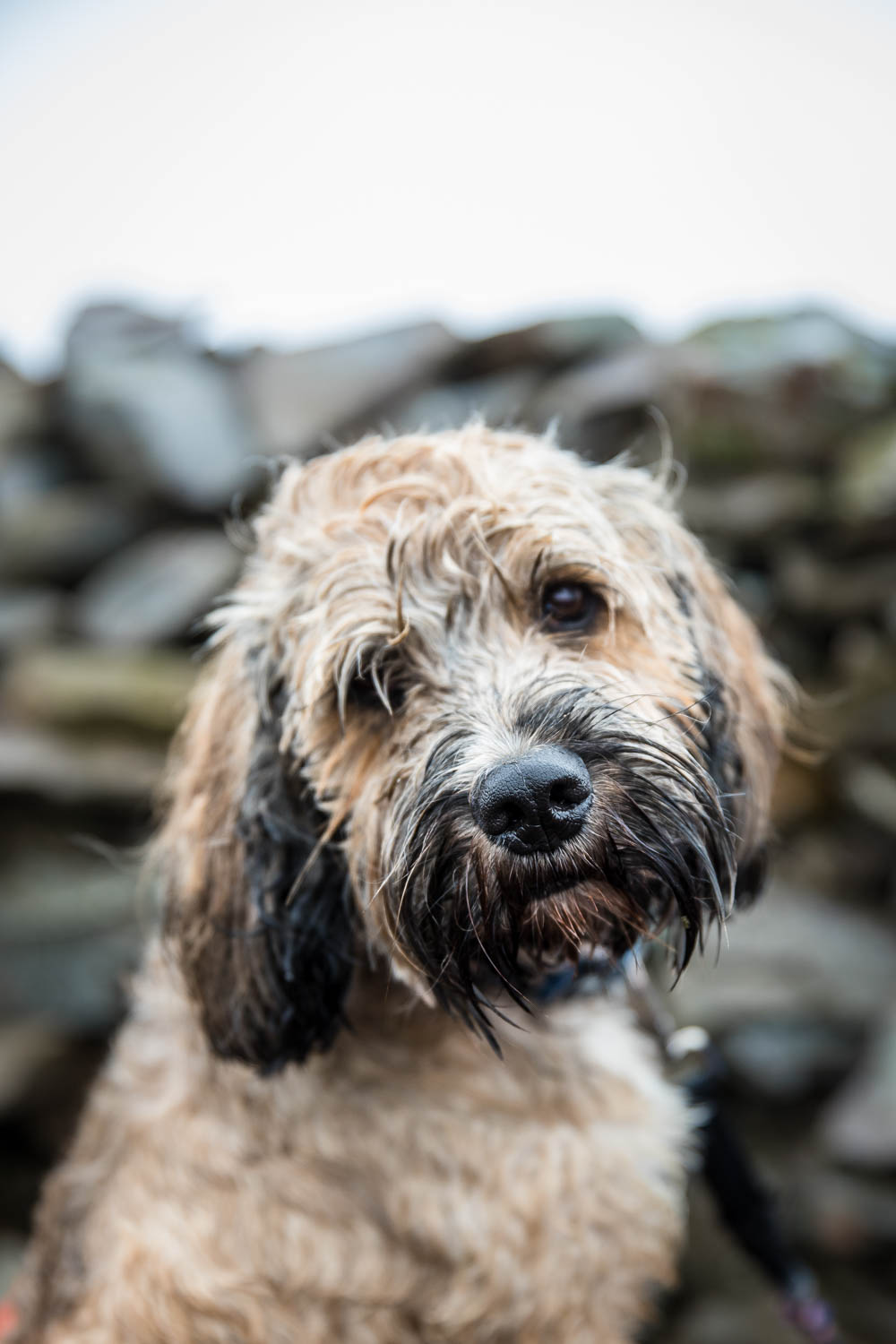 Dog looking into the camera on top of a Welsh Mountain