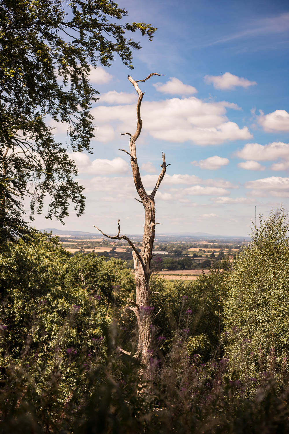 Spikey tree pointing up inbetween foliage on the Hanbury Circular walk