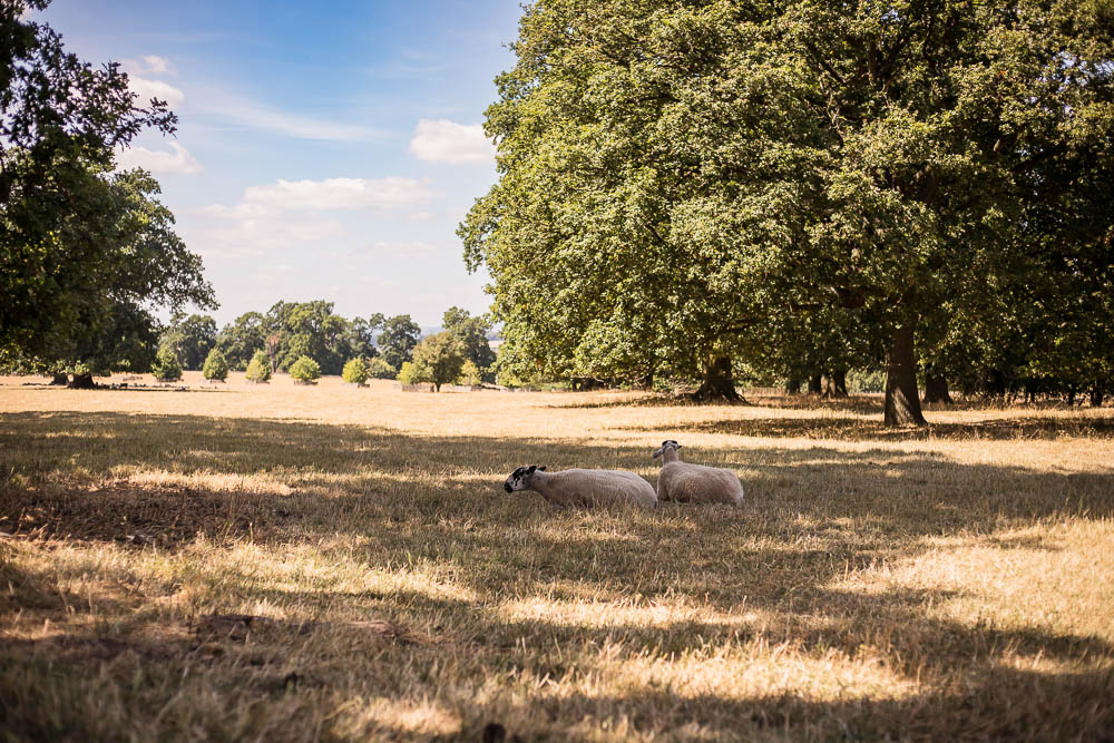 Two sheep sitting down in a grassy field on the Hanbury estate