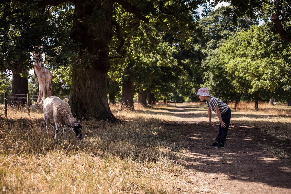 Pickle bending over to speak to a sheep eating grass on the Hanbury estate