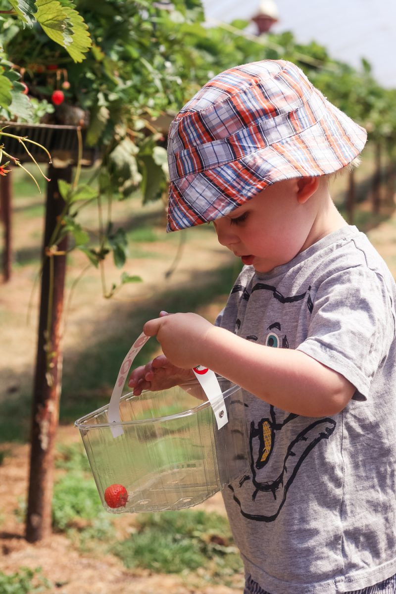 Pickle putting his first strawberry into his punnet at Clive's Fruit Farm