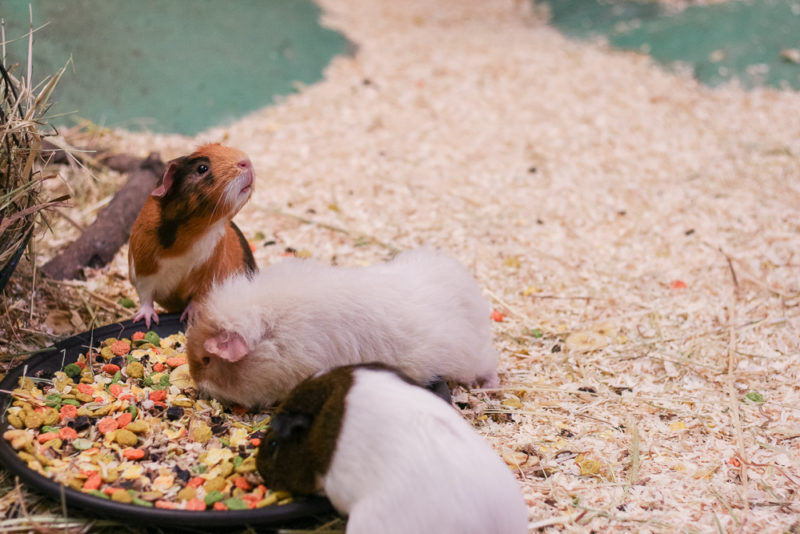 Guinea Pigs in the Hatton Guinea Pig Village